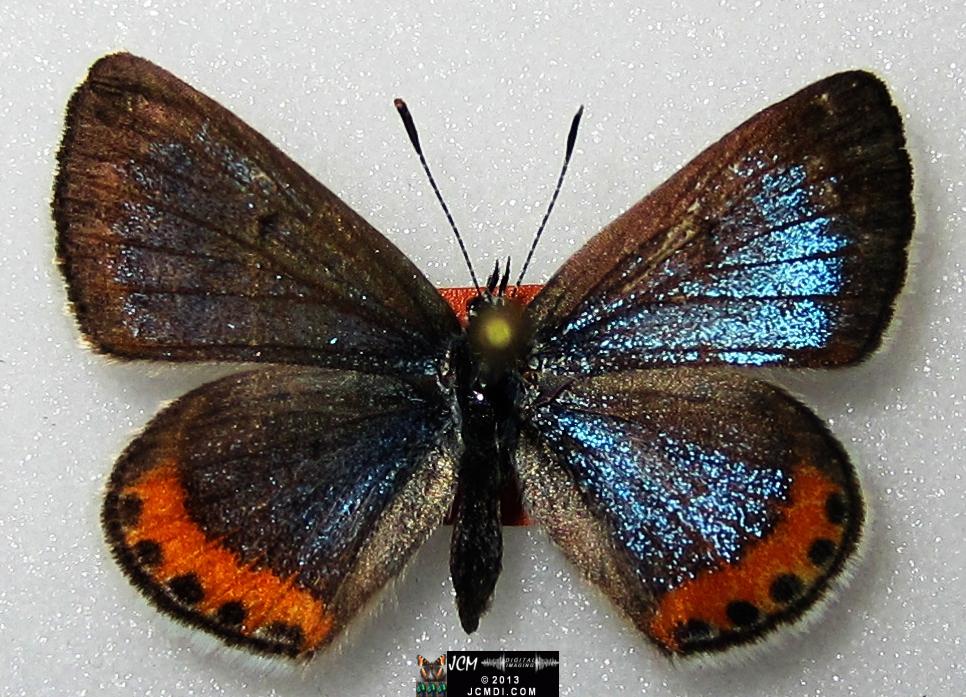 Plebejus acmon (Acmon Blue Butterfly) image